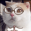 Прикольный кот в очках