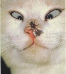 Кот и муха