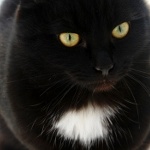 Чёрный кот с белой грудью