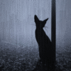 Черный кот сидит под дождем у столба, автор ninjakato