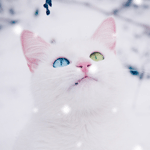 Кот с разноцветными глазами