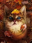 Осенние листья падают на котенка