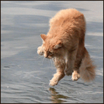 Кот у воды