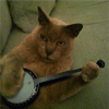 Кот играет на банджо