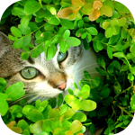 Кот спрятался в траве