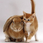Котик и кролик