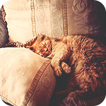 Кот спит в подушках