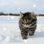 Котик зимой