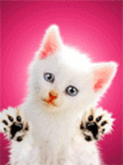 Котеночек-лизун