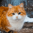 Рыжая кошка с белой грудкой сидит на фоне падающего снега