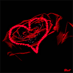 Темно-красная роза на черном фоне, на которой движется се...