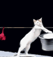 Кошечка стирает белье