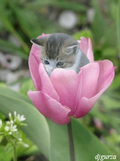 Котенок в тюльпане