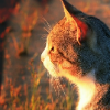 Кот в профиль смотрит на закат солнца