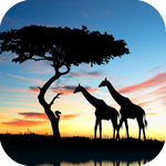  Два жирафа <b>возле</b> дерева на фоне закатного неба 