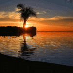  <b>Одинокая</b> пальма у моря на фоне заката 