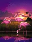 Три розовых фламинго на закате