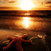 Морская звезда на закате