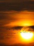 Птицы улетают на закате солнца