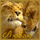 Лев и львица (люблю)