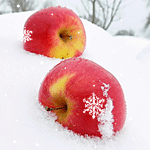  Яблоки на <b>снегу</b> 