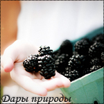 Крупные ягоды ежевики (дары природы)