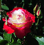 Роза белая с красным