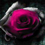  Роза, меняющая свой <b>цвет</b> 