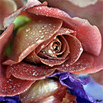  <b>Разноцветные</b> лепестки розы в каплях воды 