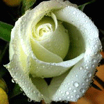  <b>белая</b> роза 