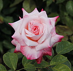  Прекрасная роза для <b>любимого</b> 