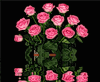 Букет розовых роз отражается в воде