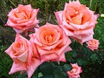 Одновременно на кусте цветет шесть роз