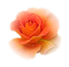  Роза <b>оранжевая</b> 