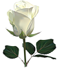 Прекрасная белая роза