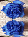 Голубая роза. Отражение в воде