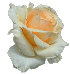 Прекрасная белая роза очаровывает