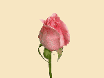 Роза розовая раскрывается