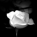  <b>Белая</b> роза на черном фоне 