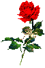  <b>Прекрасная</b> красная роза 