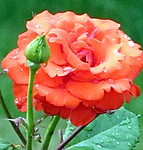 Роза красная  с бутоном