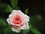 Розовая роза на зеленом фоне