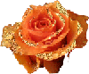  Роза, блестяшка <b>оранжевая</b> 