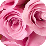  Розовые розы с <b>прекрасными</b> лепестками 