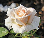  Прекрасная роза для <b>любимой</b> 