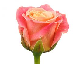 Прекрасная розово-желтая роза
