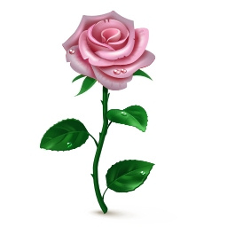  <b>Розовая</b> роза 