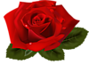  <b>Красивая</b> красная роза 