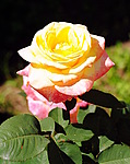 Желтая роза распустилась с розовым завершением лепестков