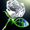 Раскрывающаяся белая роза на зеленом стебле не черном фоне